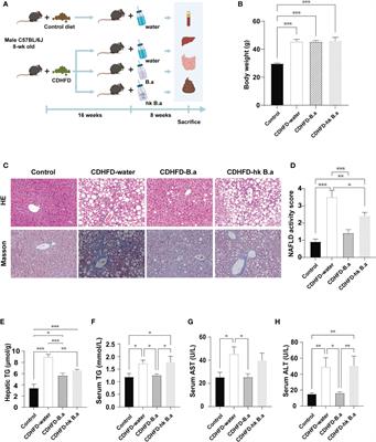 Bifidobacterium adolescentis Alleviates Liver Steatosis and Steatohepatitis by Increasing Fibroblast Growth Factor 21 Sensitivity